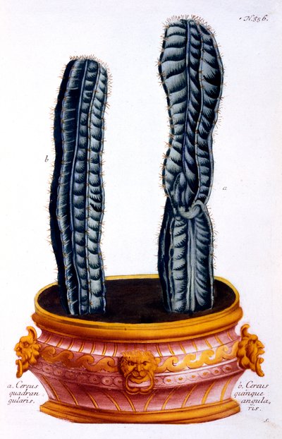 Cereus Quadrangularis and Cereus Quinque Angularis, from 